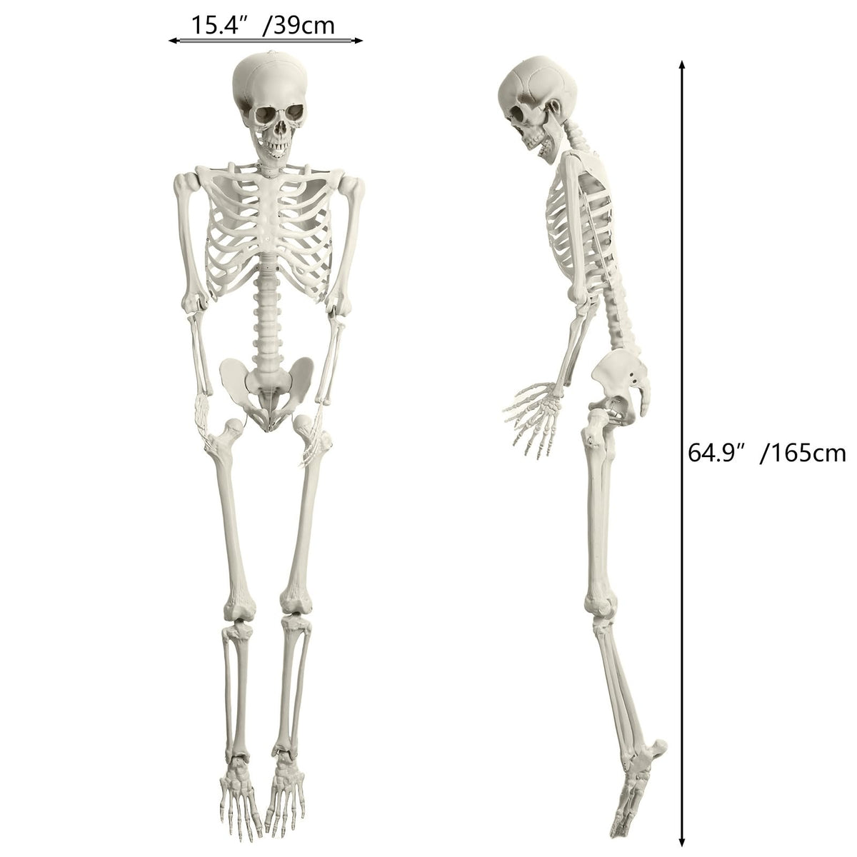 5.4FT Posable Full Body Skeleton with Movable Joints U11711