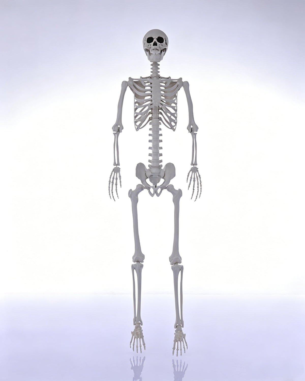 7.9FT Life Size Posable Skeleton F187