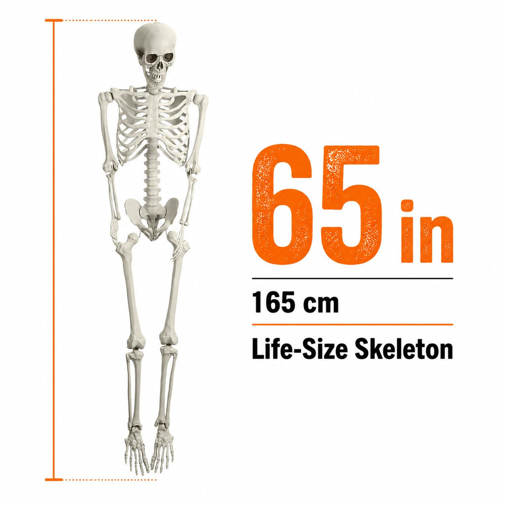 Life Size Posable Skeleton Prop M788
