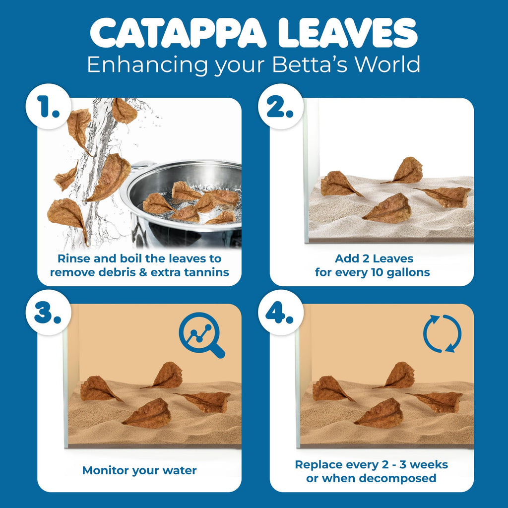 50 pcs Catappa Indian Almond Leaves N47176