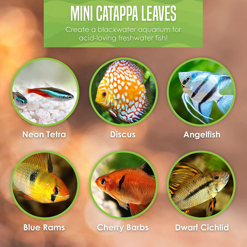50 pcs Catappa Indian Almond Leaves N47176