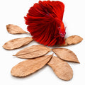 50 pcs Catappa Indian Almond Leaves N47176