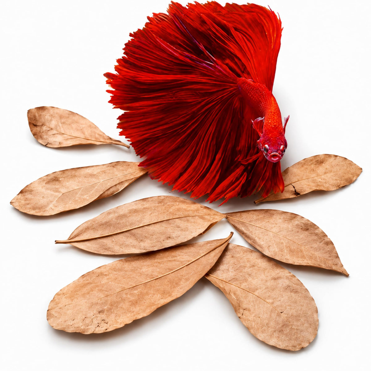 50 pcs Catappa Indian Almond Leaves N47176