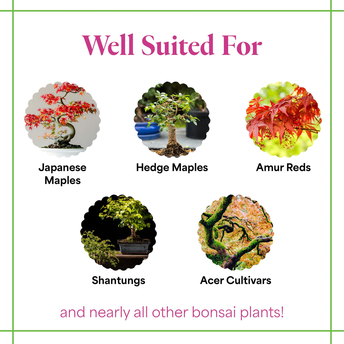 Organic Liquid Bonsai Fertilizer 8 oz Concentrate Z442
